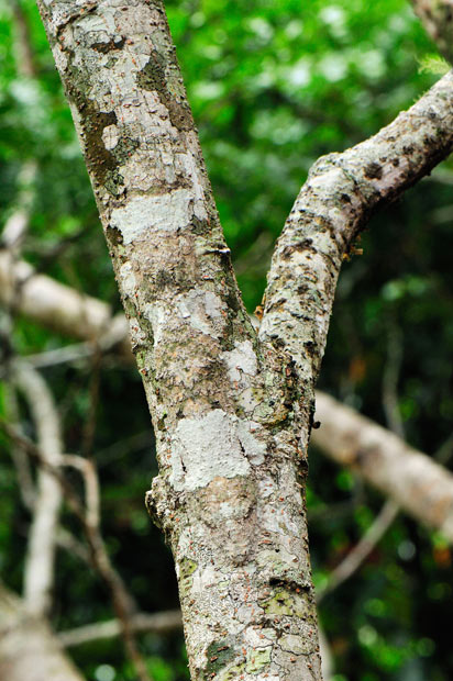 Click image for larger version

Name:	mossy-gecko_2077532i.jpg
Views:	1
Size:	79.8 KB
ID:	1358642