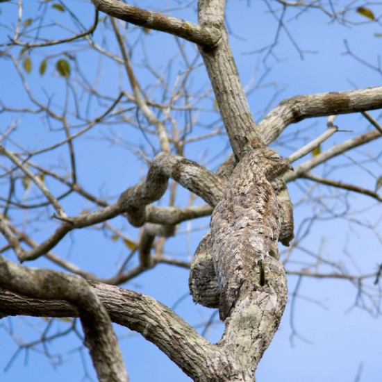 Click image for larger version

Name:	great-potoo_2077541i-e1323767741265.jpg
Views:	1
Size:	80.8 KB
ID:	1358646