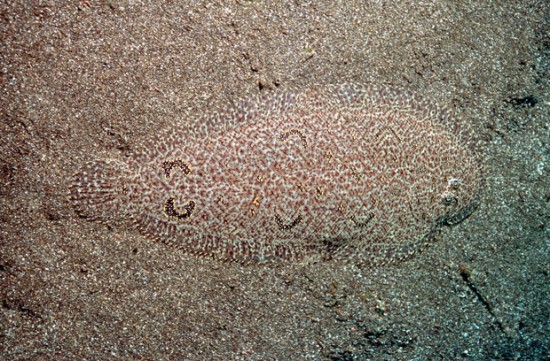 Click image for larger version

Name:	right-eye-flounder_2077542i-e1323768438241.jpg
Views:	1
Size:	111.3 KB
ID:	1358647