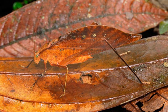 Click image for larger version

Name:	leaf-katydid_2077524i-e1323768390778.jpg
Views:	1
Size:	67.9 KB
ID:	1358648