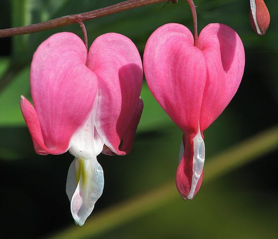 Click image for larger version

Name:	Bleeding_Heart_Rose.jpg
Views:	1
Size:	36.7 KB
ID:	1358653