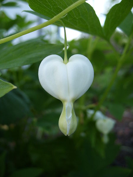 Click image for larger version

Name:	450px-Natural_Love.jpg
Views:	1
Size:	29.1 KB
ID:	1358654
