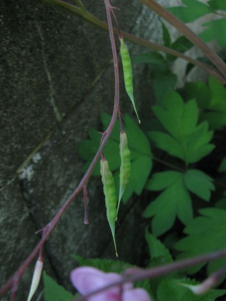 Click image for larger version

Name:	450px-Lamprocapnos_spectabilis_pods.jpg
Views:	1
Size:	34.5 KB
ID:	1358655