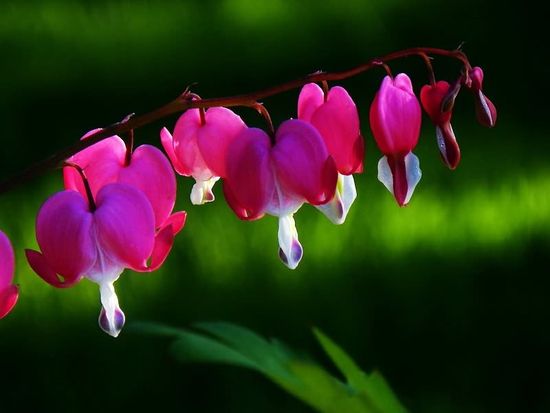 Click image for larger version

Name:	bleeding-heart-1.jpg
Views:	1
Size:	28.3 KB
ID:	1358657