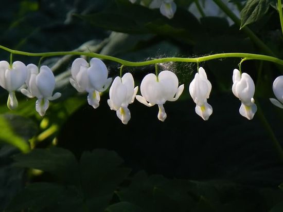 Click image for larger version

Name:	bleeding-heart-13.jpg
Views:	1
Size:	29.1 KB
ID:	1358658