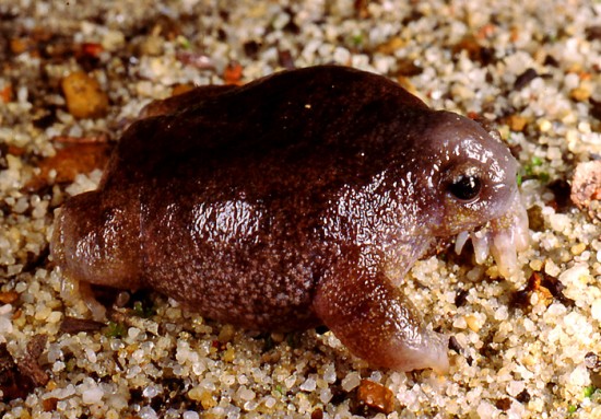 Click image for larger version

Name:	Frog-Small-Images-Template1-e1324386450848.jpg
Views:	1
Size:	90.8 KB
ID:	1358766