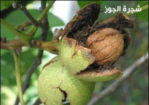 Click image for larger version

Name:	1321842333235.jpg
Views:	1
Size:	14.1 KB
ID:	1358852