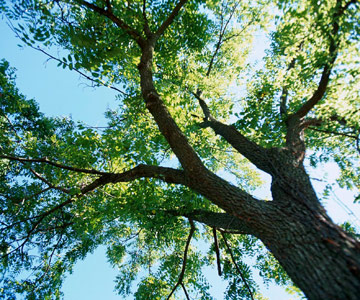 Click image for larger version

Name:	black-walnut-tree.jpg
Views:	1
Size:	72.2 KB
ID:	1358858