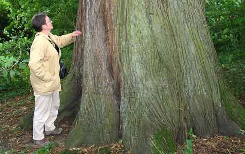 Click image for larger version

Name:	castanea-sativa.jpg
Views:	1
Size:	33.1 KB
ID:	1301695