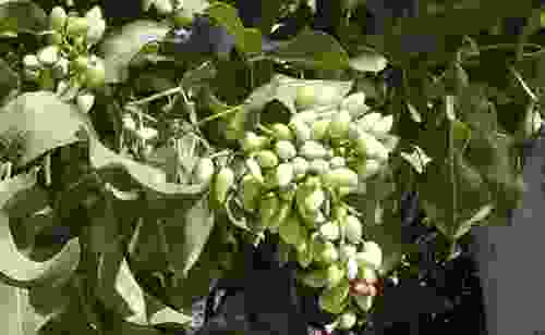 Click image for larger version

Name:	pistacia_vera.jpg
Views:	1
Size:	4.8 KB
ID:	1301767