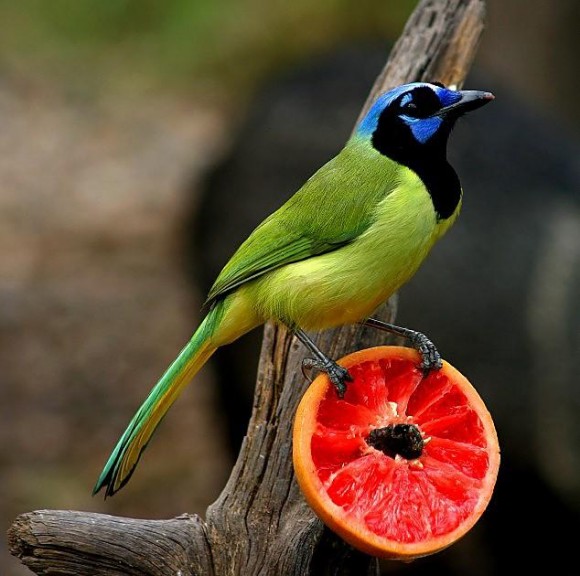 Click image for larger version

Name:	10.jpg
Views:	1
Size:	70.7 KB
ID:	1301774