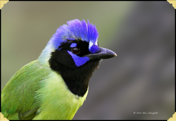 Click image for larger version

Name:	9.jpg
Views:	1
Size:	37.2 KB
ID:	1301775