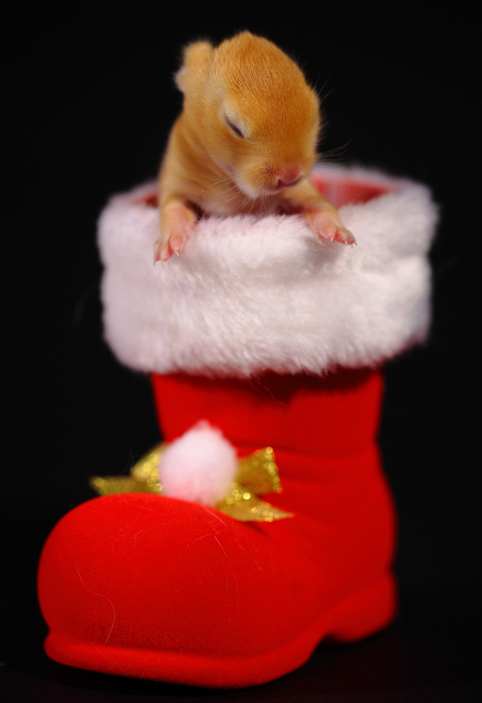 Click image for larger version

Name:	the gift_from_santa.jpg
Views:	1
Size:	178.9 KB
ID:	1359036