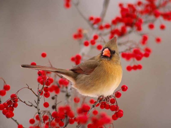 Click image for larger version

Name:	9.jpg
Views:	1
Size:	44.2 KB
ID:	1301938
