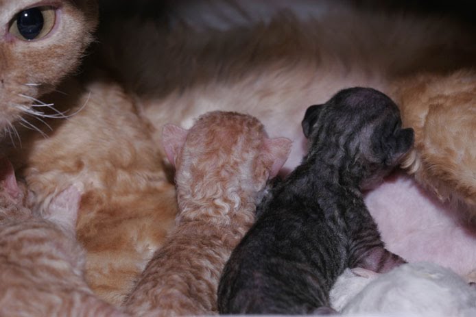 Click image for larger version

Name:	Nov-30-05-Kayla_s-Litter.jpg
Views:	1
Size:	45.1 KB
ID:	1302014