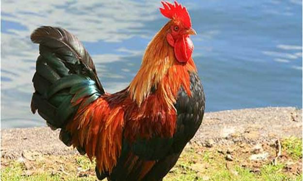 Click image for larger version

Name:	cock_L_201219201452_s4.jpg
Views:	1
Size:	38.8 KB
ID:	1359837