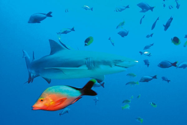 Click image for larger version

Name:	  Tuamotu.jpg
Views:	1
Size:	41.1 KB
ID:	1303321