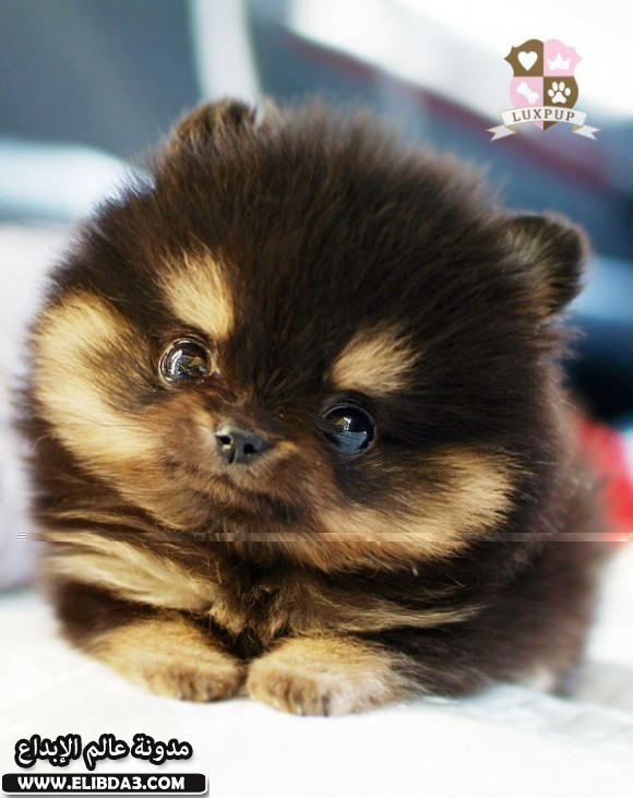 Click image for larger version

Name:	13.jpg
Views:	1
Size:	57.1 KB
ID:	1303511