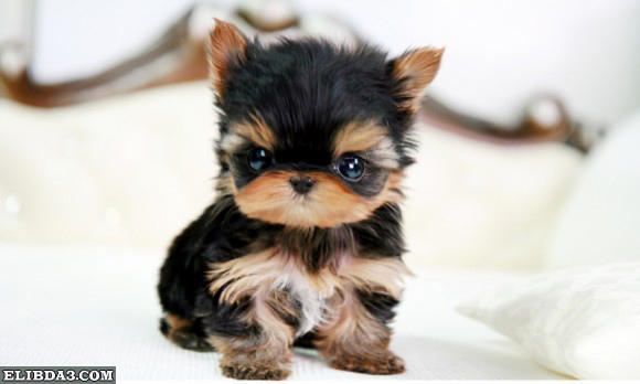 Click image for larger version

Name:	23.jpg
Views:	1
Size:	23.6 KB
ID:	1303515