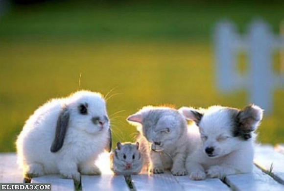 Click image for larger version

Name:	45.jpg
Views:	1
Size:	26.4 KB
ID:	1303542