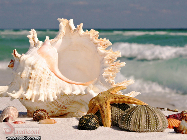 Click image for larger version

Name:	صور من الطبيعة6.jpg
Views:	1
Size:	259.2 KB
ID:	1364299