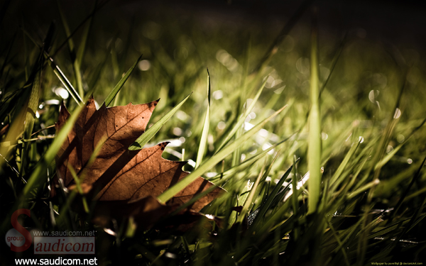 Click image for larger version

Name:	صور من الطبيعة28.jpg
Views:	1
Size:	204.4 KB
ID:	1304656