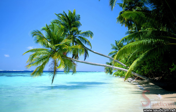 Click image for larger version

Name:	صور من الطبيعة11.jpg
Views:	1
Size:	137.9 KB
ID:	1304667