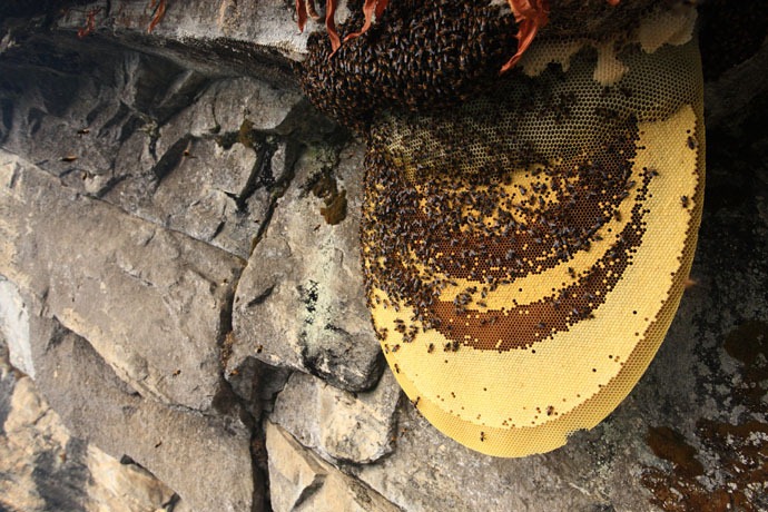 Click image for larger version

Name:	honey-hunters-nepal-16[4].jpg
Views:	1
Size:	174.4 KB
ID:	1364823