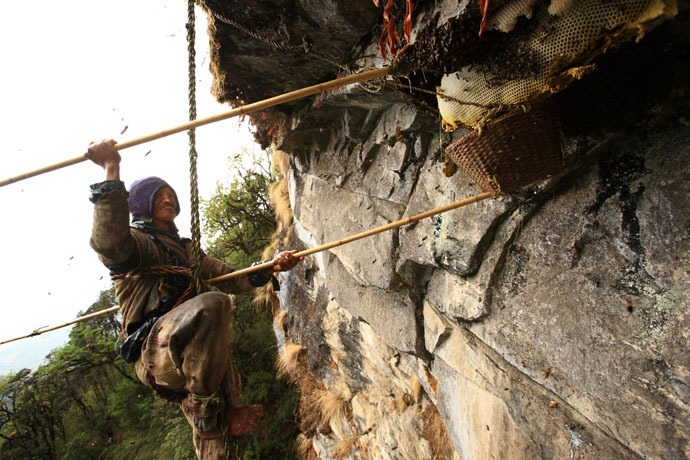 Click image for larger version

Name:	honey-hunters-nepal-27[4].jpg
Views:	1
Size:	155.8 KB
ID:	1305161