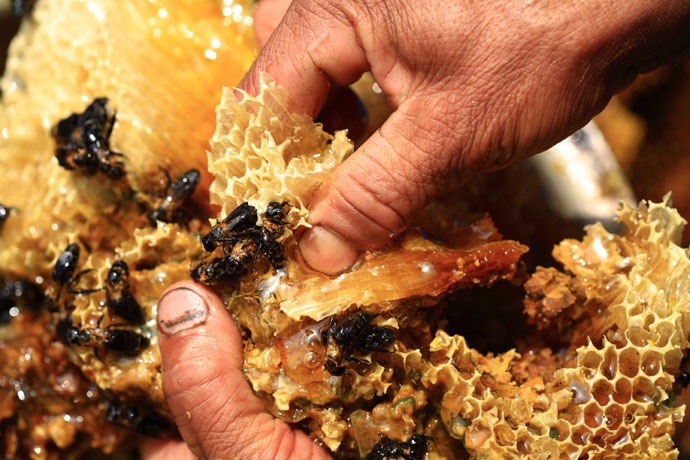 Click image for larger version

Name:	honey-hunters-nepal-35[4].jpg
Views:	1
Size:	147.5 KB
ID:	1305165