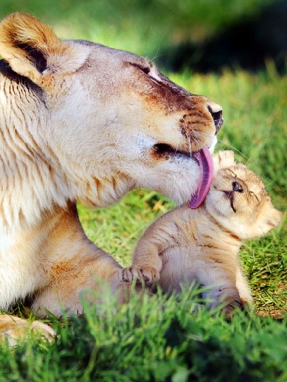 Click image for larger version

Name:	421-e1329876623709-580x772.jpg
Views:	1
Size:	109.4 KB
ID:	1365167