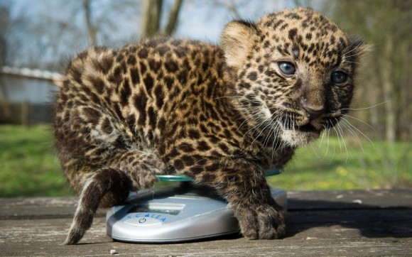 Click image for larger version

Name:	leopard-scale_2186914k-580x362.jpg
Views:	1
Size:	66.6 KB
ID:	1365168