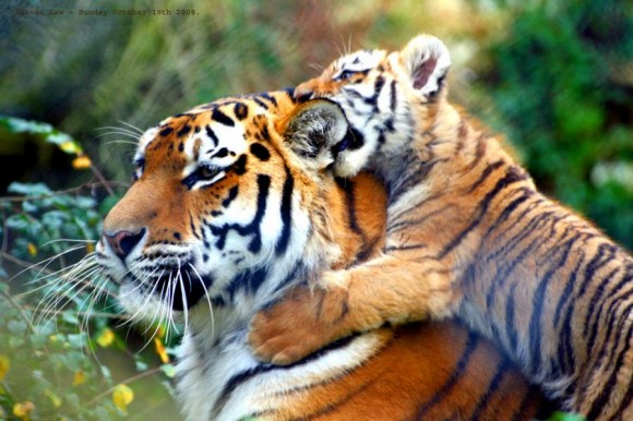 Click image for larger version

Name:	421-e1329876623709-580x772.jpg
Views:	1
Size:	74.0 KB
ID:	1305305