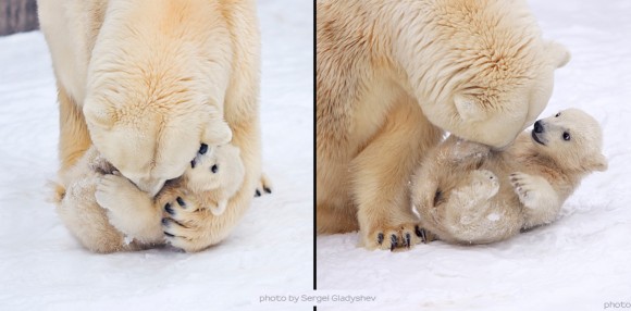 Click image for larger version

Name:	lion-580x414.jpg
Views:	1
Size:	37.7 KB
ID:	1305310