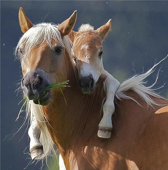 Click image for larger version

Name:	irresistible_pet_pics_2.jpg
Views:	1
Size:	174.1 KB
ID:	1305430