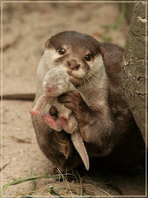 Click image for larger version

Name:	213569207298749148_GxGUaxtu_c.jpg
Views:	1
Size:	274.3 KB
ID:	1305434