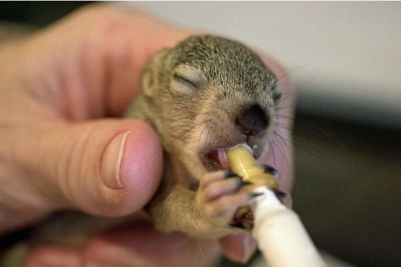 Click image for larger version

Name:	cute_animal_pictures_6-580x386.jpg
Views:	1
Size:	36.2 KB
ID:	1305436