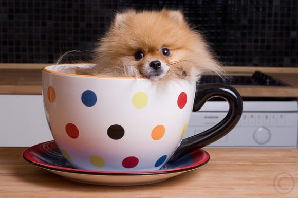 Click image for larger version

Name:	Cute-in-a-Cup-20-632x420-580x385.jpg
Views:	1
Size:	45.1 KB
ID:	1305438