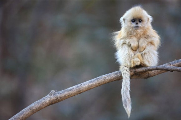 Click image for larger version

Name:	monkeh1-580x384.jpg
Views:	1
Size:	31.7 KB
ID:	1305439