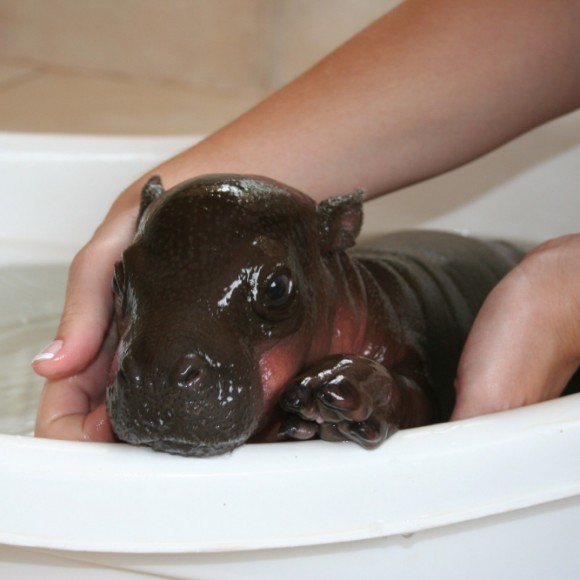 Click image for larger version

Name:	hippo-580x580.jpg
Views:	1
Size:	45.3 KB
ID:	1305441