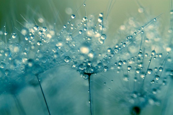 Click image for larger version

Name:	dew-5-580x387.jpg
Views:	1
Size:	51.4 KB
ID:	1305459