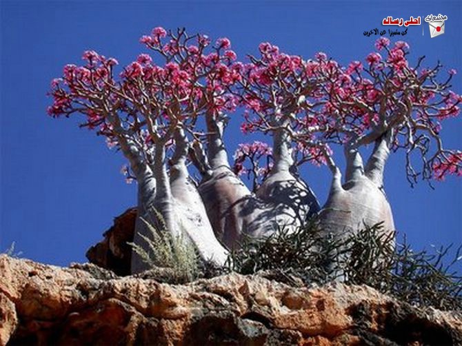 Click image for larger version

Name:	d296238ec6ce5df2182e2907a071dd4c.jpg
Views:	1
Size:	110.0 KB
ID:	1365275