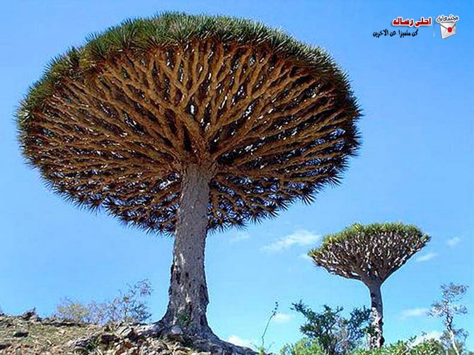 Click image for larger version

Name:	d296238ec6ce5df2182e2907a071dd4c.jpg
Views:	1
Size:	112.3 KB
ID:	1365276