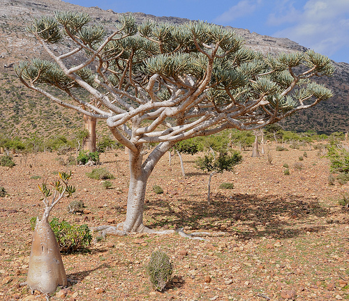 Click image for larger version

Name:	نبات-الأمتا.jpg
Views:	1
Size:	256.9 KB
ID:	1305505