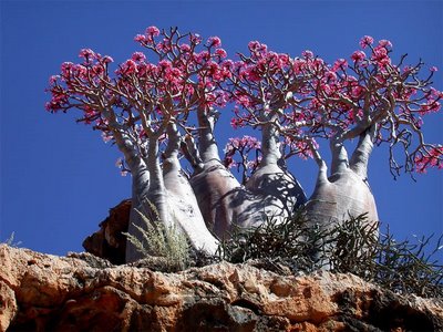 Click image for larger version

Name:	نبات-الكرتب.jpg
Views:	1
Size:	44.7 KB
ID:	1305506