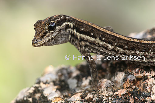 Click image for larger version

Name:	SocotraRockGecko-58014.jpg
Views:	1
Size:	82.2 KB
ID:	1305531