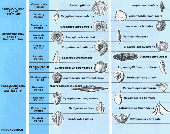 Click image for larger version

Name:	post-46-00356-fossils.GIF
Views:	1
Size:	97.9 KB
ID:	1366709