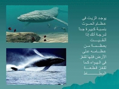 Click image for larger version

Name:	106068.gif
Views:	1
Size:	67.2 KB
ID:	1366710