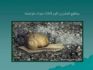 Click image for larger version

Name:	106070.gif
Views:	1
Size:	75.1 KB
ID:	1366712