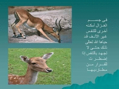 Click image for larger version

Name:	106071.gif
Views:	1
Size:	73.8 KB
ID:	1366713